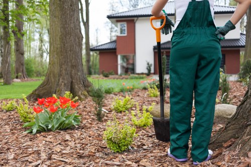 Safe tree removal process by experts in Mayfair